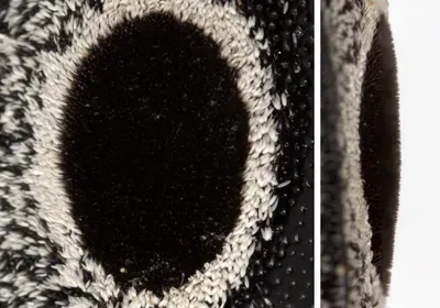 eyed elater beetle eyed elater beetle